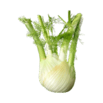 Fenouil