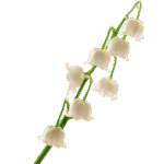 Muguet