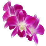 Orchidée