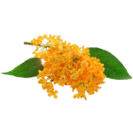 Osmanthus