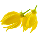 Ylang-Ylang
